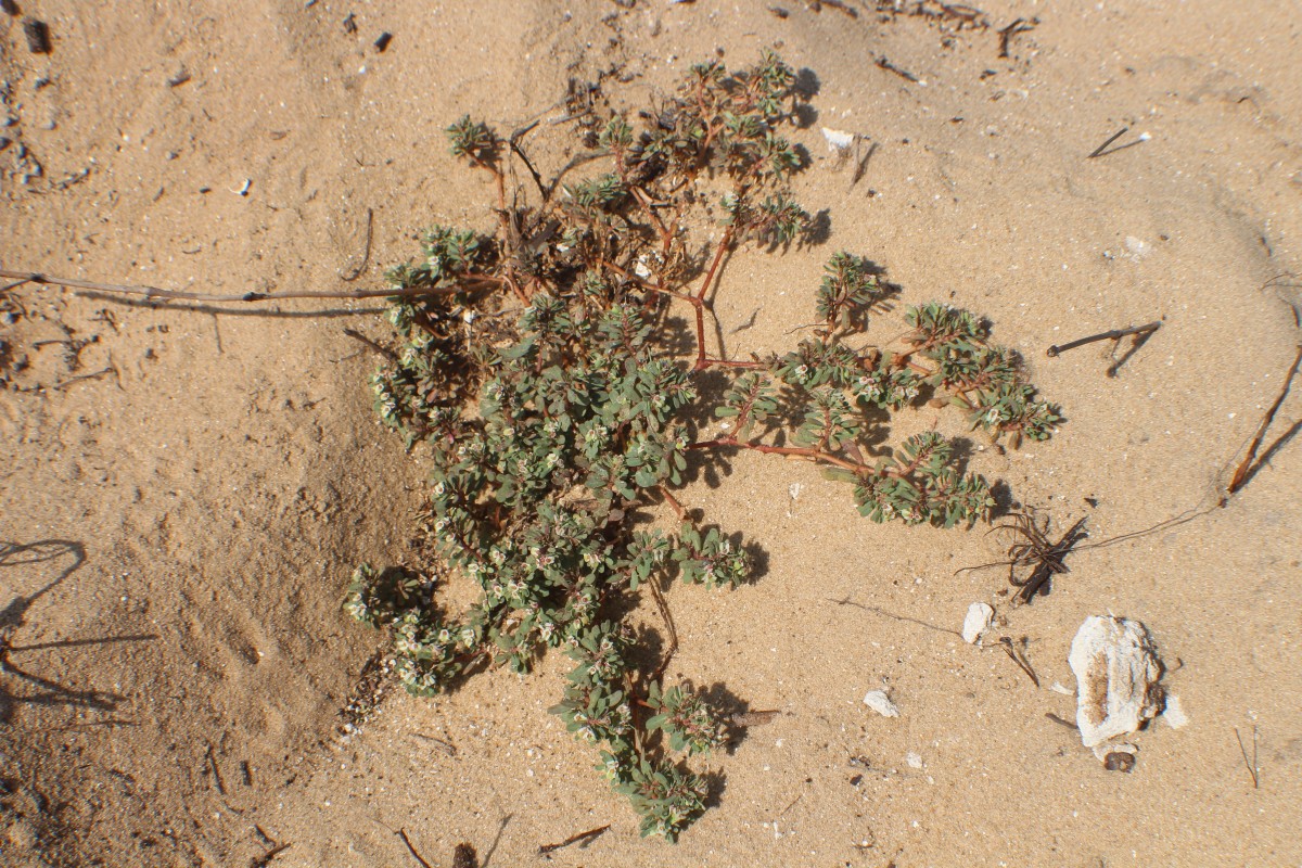 Euphorbia indica Lam.
